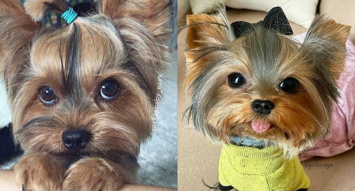 do yorkies need a lot of attention        <h3 class=